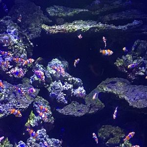 Meet your Posher, Cristy